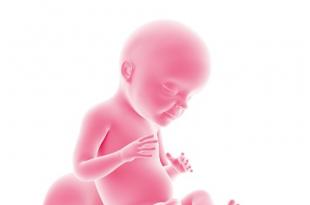 Фото плода, фото живота, узи и видео о развитии ребенка Как развивается ребенок на 28 неделе беременности